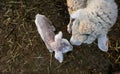 Baby lamb and her maternal sheep Royalty Free Stock Photo