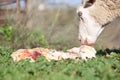 Baby lamb and her maternal sheep Royalty Free Stock Photo