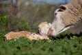 Baby lamb and her maternal sheep Royalty Free Stock Photo