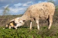 Baby lamb and her maternal sheep Royalty Free Stock Photo