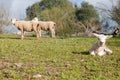 Baby lamb and her maternal sheeps Royalty Free Stock Photo