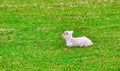 Baby Lamb Laying In A Meadow Royalty Free Stock Photo