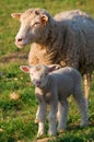 Baby lamb with the mother