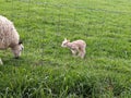 Baby lamb with mother on green field Royalty Free Stock Photo