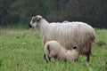 Baby lamb with mother