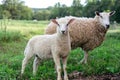 Baby lamb with mother sheep