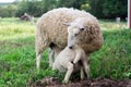 Baby lamb nursing