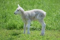 Baby Lamb in Pasture Alone Royalty Free Stock Photo