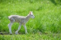 Baby Lamb in Pasture Alone Royalty Free Stock Photo
