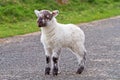 Baby lamb on the road