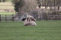 Baby lamb spring weather in England