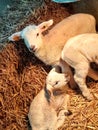 Baby lambs farm animal sheep