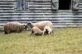 Baby lambs feeding
