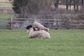 Baby lamb spring weather in England