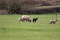 Baby lamb spring weather in England