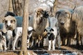 Baby lambs and their family.