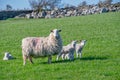 Baby lambs with their mother