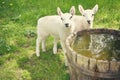 Baby Lambs