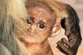 Baby Langur Royalty Free Stock Photo
