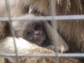 A baby lar gibbon with his mother behind the bars