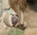 Baby lar gibbon ape, Hylobates lar. A monkey kid sucks his mother. Royalty Free Stock Photo