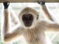 A baby lar gibbon with his hands up is looking at camera.