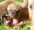 Baby Lar Gibbon stretching