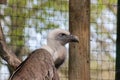 Baby large cape vulture flying with elegance