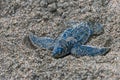 Baby leatherback crawling on sand