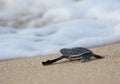 Baby Leatherback Sea Turtle