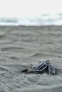 Baby leatherback sea turtle Dermochelys coriacea running to the sea. Royalty Free Stock Photo