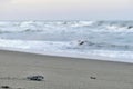 Baby leatherback sea turtle Dermochelys coriacea running to the sea.