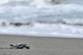 Baby leatherback sea turtle Dermochelys coriacea running to the sea.