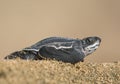 Baby Leatherback Sea Turtle at a Puerto Rico beach Royalty Free Stock Photo