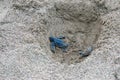 Baby leatherback sea turtles in a sand