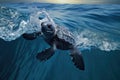 baby leatherback turtle caught in a wave