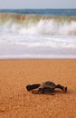 Baby leatherback turtle Royalty Free Stock Photo