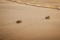 Baby leatherback turtles hatchlings traveling towards the beach in Trinidad