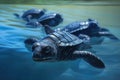 baby leatherback turtles in shallow water Royalty Free Stock Photo