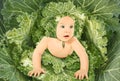 Baby in leaves streaked with ornamental cabbages