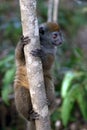 Baby lemur