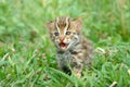 Baby leopard cat Royalty Free Stock Photo