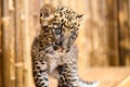 A baby leopard cub with a curious look on its face Royalty Free Stock Photo