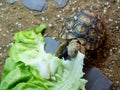 A baby leopard tortoise chowing down on a big lettuce leaf Royalty Free Stock Photo