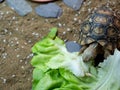 A baby leopard tortoise chowing down on a big lettuce leaf Royalty Free Stock Photo