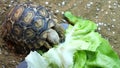 A baby Leopard Tortoise eating its dinner