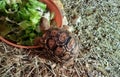 Baby Leopard tortoise eating salad