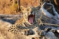 Baby Leopard Yawning