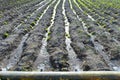 The baby lettuce field is watered by irrigation system