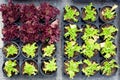 Baby lettuce green and red plant sprouts in pots